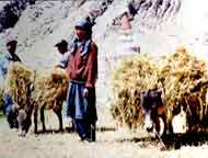 Ladakhi Village